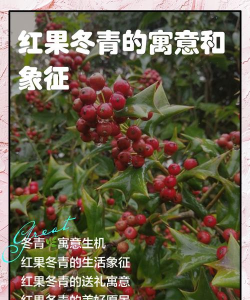 红果冬青寓意