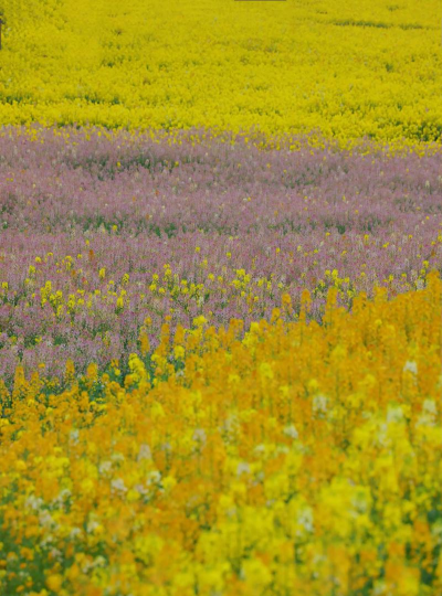小众送妈妈的花有哪些花