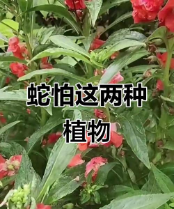 蛇喜欢什么植物