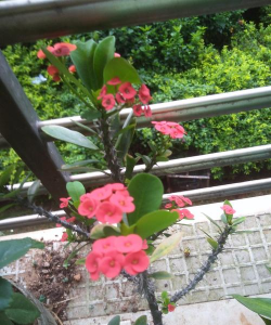 小众送妈妈的花有哪些花