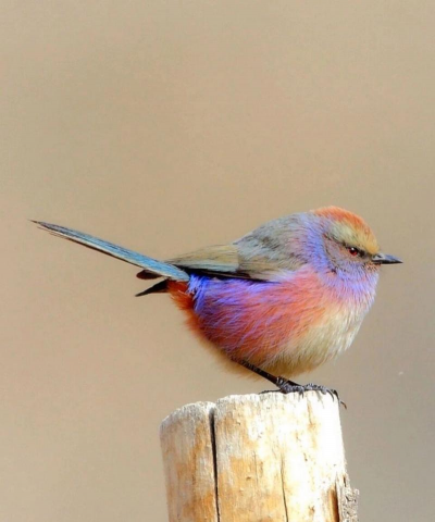 小众送妈妈的花有哪些花
