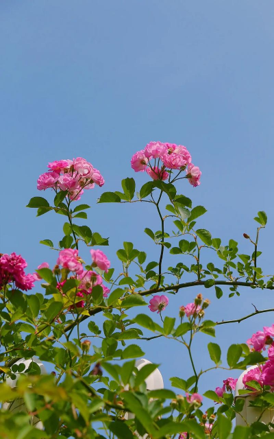 小众送妈妈的花有哪些花