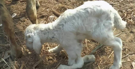 小众送妈妈的花有哪些花