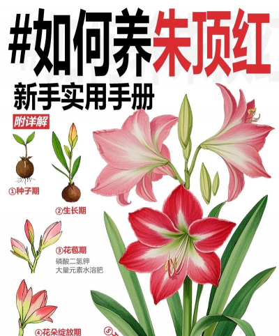 小众送妈妈的花有哪些花