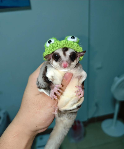 小众送妈妈的花有哪些花