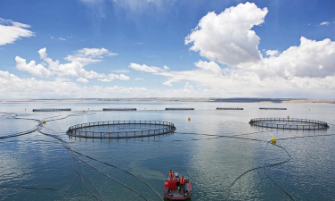 中国最大三文鱼养殖基地