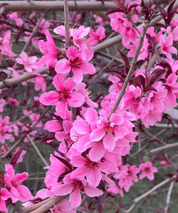 小众送妈妈的花有哪些花