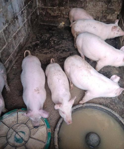 小众送妈妈的花有哪些花