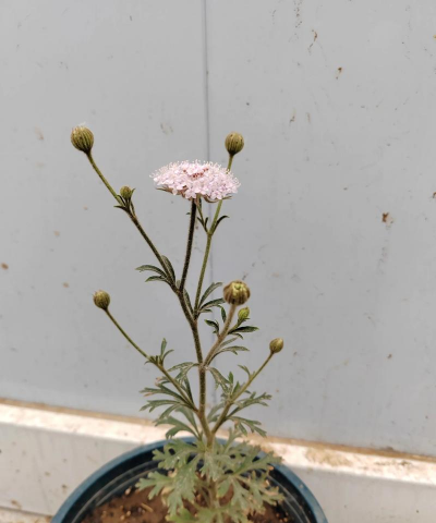 小众送妈妈的花有哪些花