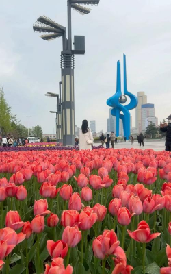 小众送妈妈的花有哪些花