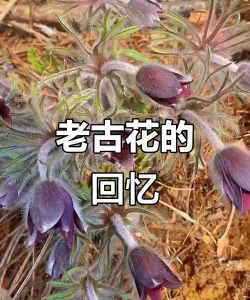 小众送妈妈的花有哪些花