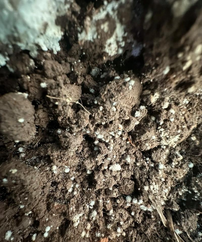 小众送妈妈的花有哪些花