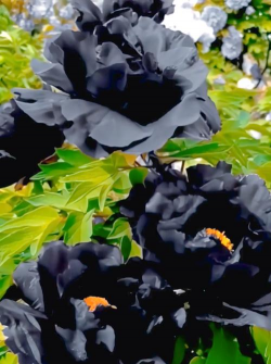 小众送妈妈的花有哪些花