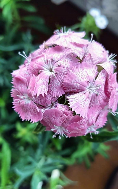 小众送妈妈的花有哪些花