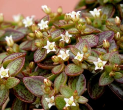 小众送妈妈的花有哪些花