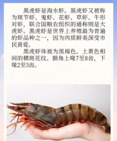 斑节虾是淡水养殖还是海水养殖