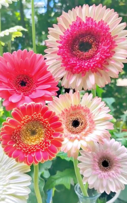 小众送妈妈的花有哪些花