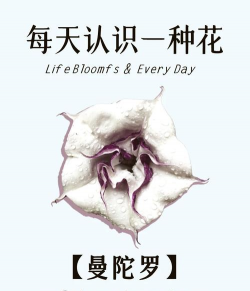 小众送妈妈的花有哪些花