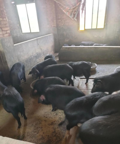 小众送妈妈的花有哪些花