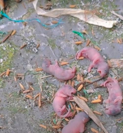 小众送妈妈的花有哪些花