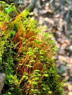 小众送妈妈的花有哪些花