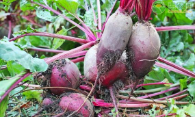 甜菜心腐病缺什么元素芭芭农场