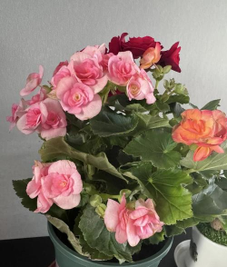 小众送妈妈的花有哪些花