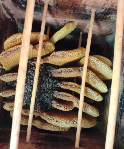 小众送妈妈的花有哪些花