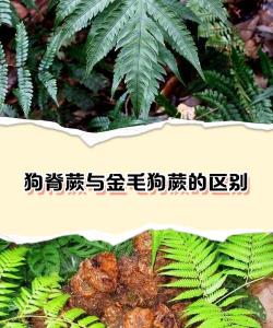 金毛蕨和金毛狗蕨有什么区别
