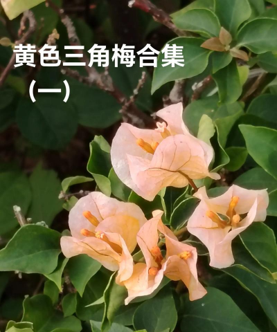 小众送妈妈的花有哪些花