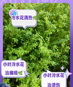 小叶冷水花怎么养