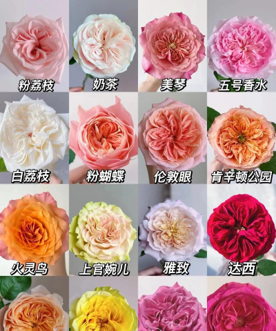 小众送妈妈的花有哪些花