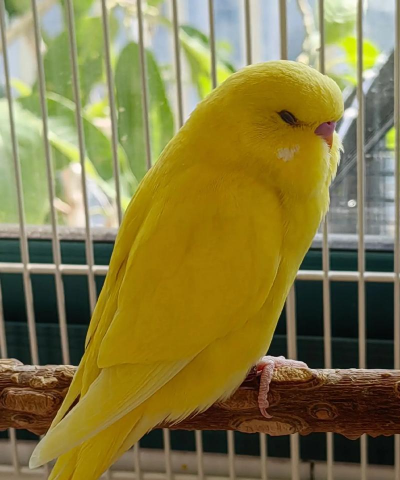 小众送妈妈的花有哪些花