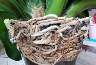 小众送妈妈的花有哪些花