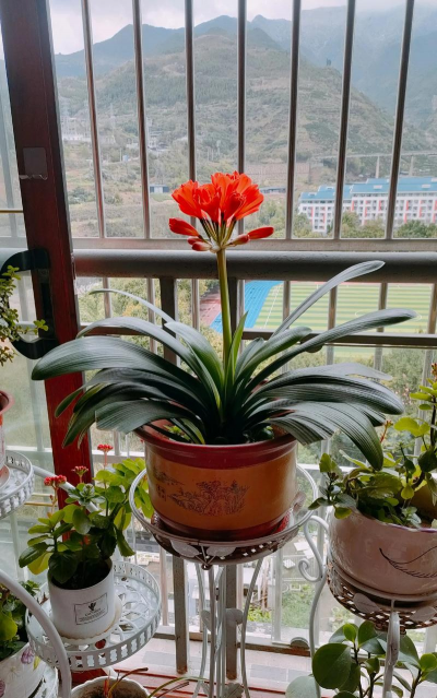 小众送妈妈的花有哪些花