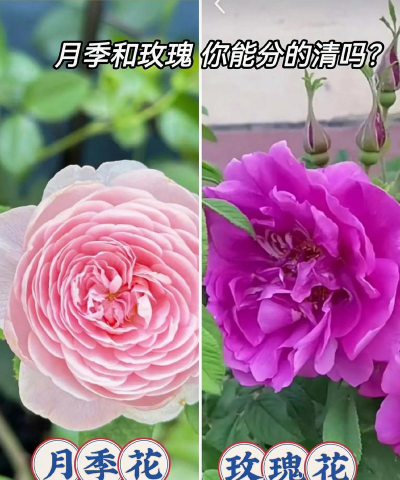 小众送妈妈的花有哪些花