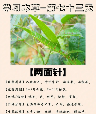 两面针怎么种植