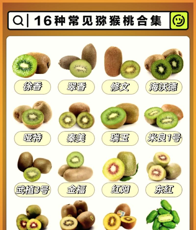 猕猴桃属于什么种类水果