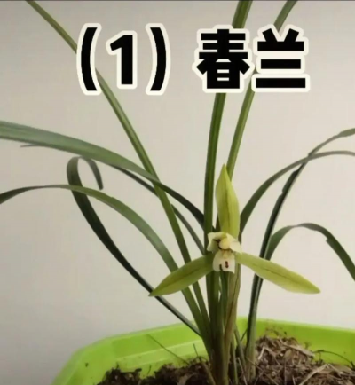 有些什么品种的兰花