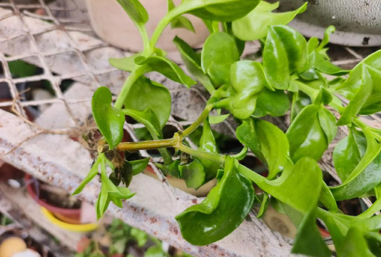 小众送妈妈的花有哪些花