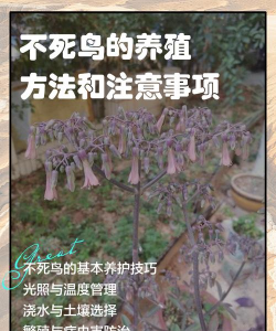 小众送妈妈的花有哪些花