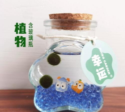 小众送妈妈的花有哪些花