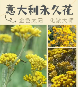 意大利花有哪些