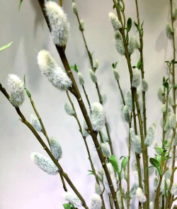 小众送妈妈的花有哪些花