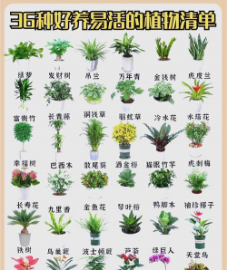 小众送妈妈的花有哪些花