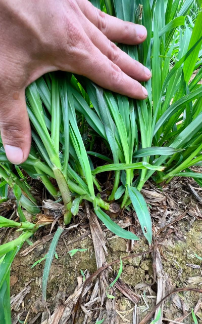 小众送妈妈的花有哪些花