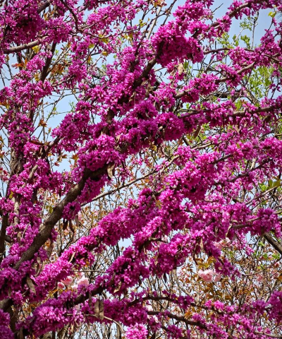 小众送妈妈的花有哪些花