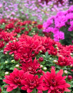 小众送妈妈的花有哪些花