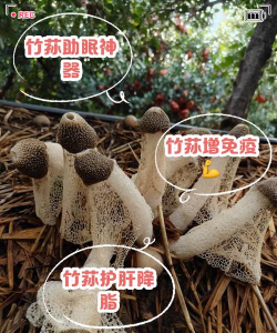 培养竹荪的关键是什么