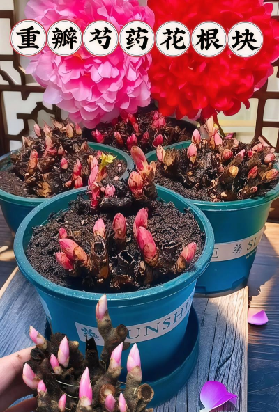 小众送妈妈的花有哪些花